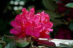 ����������� ������������ (Rhododendron catawbiense) Catawba Rhododendron