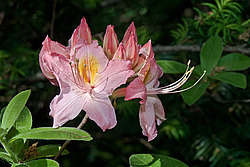 ������ ��������������� (Rhododendron � mollis) 