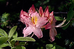 ������ ��������������� (Rhododendron � mollis) 