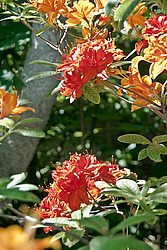 ������ ��������������� (Rhododendron � mollis) 