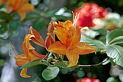 ������ ��������������� (Rhododendron � mollis) 