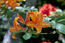 ������ ��������������� (Rhododendron � mollis) 