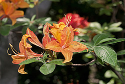 ������ ��������������� (Rhododendron � mollis) 