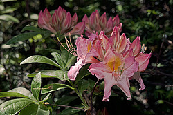 ������ ��������������� (Rhododendron � mollis) 