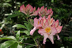������ ��������������� (Rhododendron � mollis) 