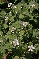 �������� / ������� ��������� (Rubus nessensis = Rubus suberectus = Rubus fruticosus) Shrubby Blackberry