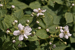 �������� / ������� ��������� (Rubus nessensis = Rubus suberectus = Rubus fruticosus) Shrubby Blackberry