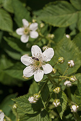 �������� / ������� ��������� (Rubus nessensis = Rubus suberectus = Rubus fruticosus) Shrubby Blackberry