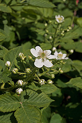 �������� / ������� ��������� (Rubus nessensis = Rubus suberectus = Rubus fruticosus) Shrubby Blackberry