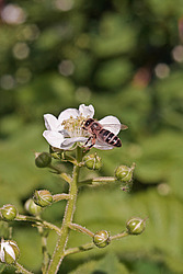 �������� / ������� ��������� (Rubus nessensis = Rubus suberectus = Rubus fruticosus) Shrubby Blackberry