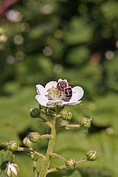 �������� / ������� ��������� (Rubus nessensis = Rubus suberectus = Rubus fruticosus) Shrubby Blackberry
