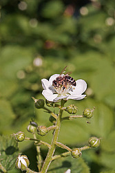 �������� / ������� ��������� (Rubus nessensis = Rubus suberectus = Rubus fruticosus) Shrubby Blackberry