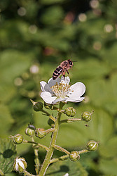 �������� / ������� ��������� (Rubus nessensis = Rubus suberectus = Rubus fruticosus) Shrubby Blackberry