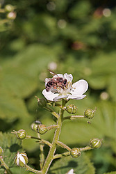 �������� / ������� ��������� (Rubus nessensis = Rubus suberectus = Rubus fruticosus) Shrubby Blackberry
