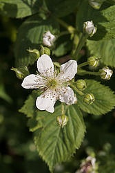 �������� / ������� ��������� (Rubus nessensis = Rubus suberectus = Rubus fruticosus) Shrubby Blackberry