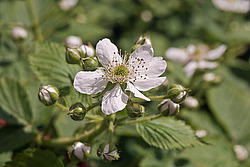 �������� / ������� ��������� (Rubus nessensis = Rubus suberectus = Rubus fruticosus) Shrubby Blackberry