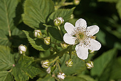 �������� / ������� ��������� (Rubus nessensis = Rubus suberectus = Rubus fruticosus) Shrubby Blackberry