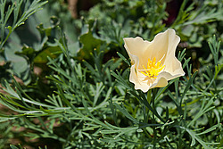 ��������� �������������� (Eschscholtzia californica)