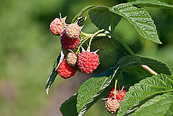 ������ ������������ (Rubus idaeus) Red Raspberry