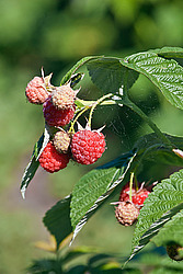 ������ ������������ (Rubus idaeus) Red Raspberry