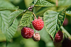 ������ ������������ (Rubus idaeus) Red Raspberry