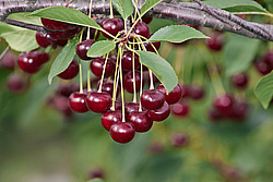 ����� ������������ (Prunus cerasus) Sour cherry