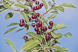 ����� ������������ (Prunus cerasus) Sour cherry