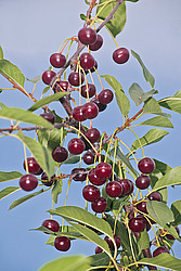 ����� ������������ (Prunus cerasus) Sour cherry