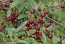 ����� ������������ (Prunus cerasus) Sour cherry