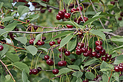 ����� ������������ (Prunus cerasus) Sour cherry