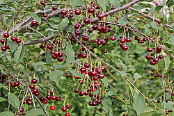 ����� ������������ (Prunus cerasus) Sour cherry
