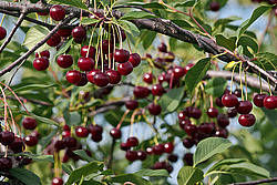 ����� ������������ (Prunus cerasus) Sour cherry