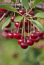 ����� ������������ (Prunus cerasus) Sour cherry