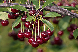 ����� ������������ (Prunus cerasus) Sour cherry