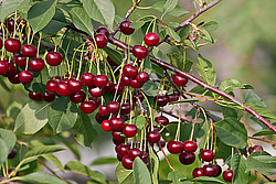 ����� ������������ (Prunus cerasus) Sour cherry