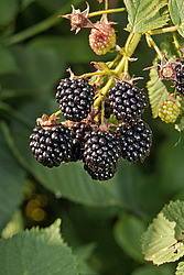 �������� / ������� ��������� (Rubus nessensis = Rubus suberectus = Rubus fruticosus) Shrubby Blackberry
