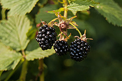 �������� / ������� ��������� (Rubus nessensis = Rubus suberectus = Rubus fruticosus) Shrubby Blackberry