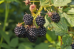 �������� / ������� ��������� (Rubus nessensis = Rubus suberectus = Rubus fruticosus) Shrubby Blackberry