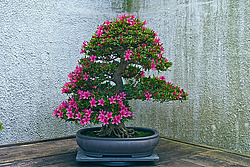 ������ (Rhododendron sp.) Azalia