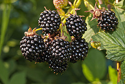 �������� / ������� ��������� (Rubus nessensis = Rubus suberectus = Rubus fruticosus) Shrubby Blackberry