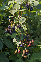 �������� / ������� ��������� (Rubus nessensis = Rubus suberectus = Rubus fruticosus) Shrubby Blackberry