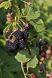 �������� / ������� ��������� (Rubus nessensis = Rubus suberectus = Rubus fruticosus) Shrubby Blackberry