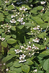 �������� / ������� ��������� (Rubus nessensis = Rubus suberectus = Rubus fruticosus) Shrubby Blackberry