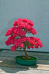 ������ (Rhododendron sp.) Azalia