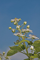 �������� / ������� ��������� (Rubus nessensis = Rubus suberectus = Rubus fruticosus) Shrubby Blackberry