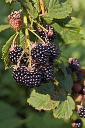 �������� / ������� ��������� (Rubus nessensis = Rubus suberectus = Rubus fruticosus) Shrubby Blackberry
