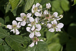 �������� / ������� ��������� (Rubus nessensis = Rubus suberectus = Rubus fruticosus) Shrubby Blackberry