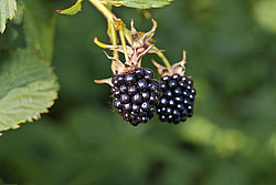 �������� / ������� ��������� (Rubus nessensis = Rubus suberectus = Rubus fruticosus) Shrubby Blackberry