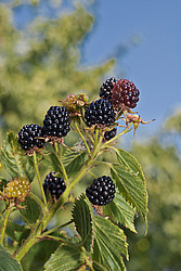 �������� / ������� ��������� (Rubus nessensis = Rubus suberectus = Rubus fruticosus) Shrubby Blackberry