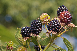 �������� / ������� ��������� (Rubus nessensis = Rubus suberectus = Rubus fruticosus) Shrubby Blackberry